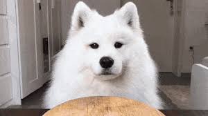 Znalezione obrazy dla zapytania maya the dog